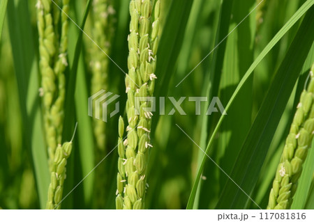 白く小さい イネの花 白く小さい イネの花 117081816