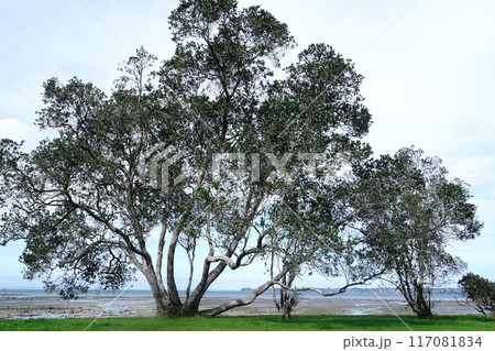 冬のニュージーランドのビーチ風景 117081834