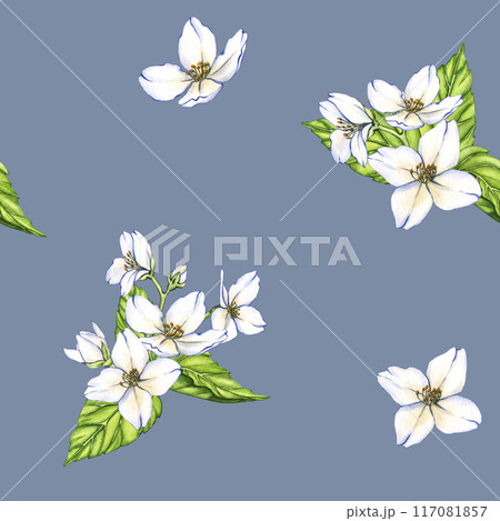 Watercolor seamless pattern of flowers and branches Jasmine isolated on a blue background. Floral illustration for design greeting cards, wedding invitations, natural cosmetics, packaging and tea Watercolor seamless pattern of flowers and branches Jasmine isolated on a blue background. Floral illustration for design greeting cards, wedding invitations, natural cosmetics, packaging and tea 117081857