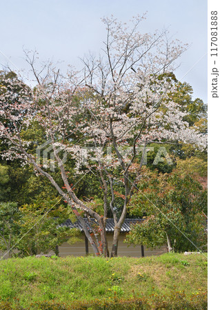 京都御苑の桜 117081888