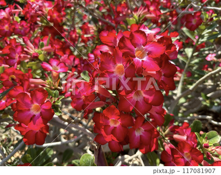 Adenium multiflora (Latin - Adenium Multiflorum) in the Ein Gedi Botanical Garden Adenium multiflora (Latin - Adenium Multiflorum) in the Ein Gedi Botanical Garden 117081907