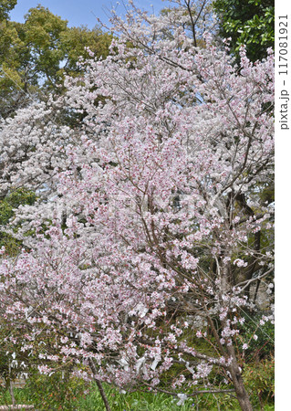 京都御苑の桜 117081921