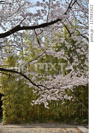 京都御苑の桜 117081922