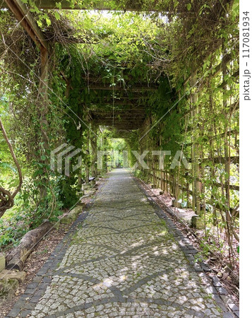 Old wooden corridor pathway pergola in the garden with green leaves on the ground. 117081934