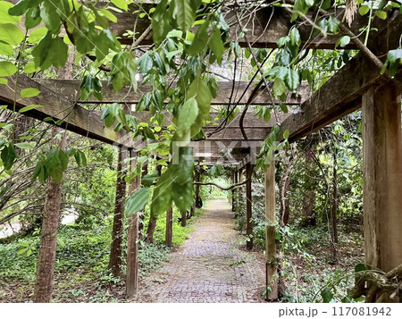 Old wooden corridor pathway pergola in the garden with green leaves on the ground. 117081942