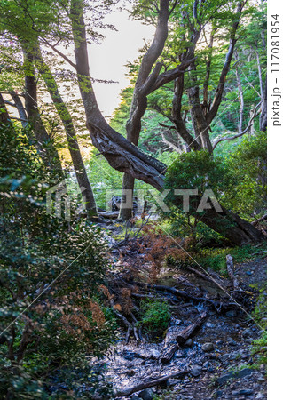 Hiking the W-Trek in Torres Del Paine 117081954
