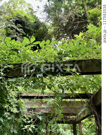 Wooden pergola gate in the garden with green leaves and trees. Wooden pergola gate in the garden with green leaves and trees. 117082038