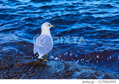 Seagull on Rocky Lake Superior Shoreline - Tranquil Evening Scene 117082491