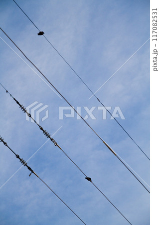 Solitary Birds Perched on Power Lines against Soft Blue Sky Solitary Birds Perched on Power Lines against Soft Blue Sky 117082531