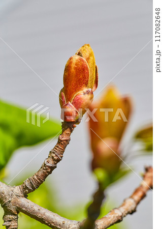 Budding Plant Close-Up with Textured Bark, Spring Renewal Budding Plant Close-Up with Textured Bark, Spring Renewal 117082648