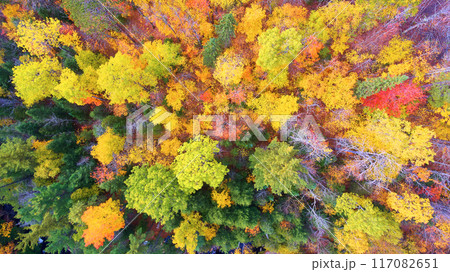 Aerial Top Down Autumn Foliage Tapestry in L'Anse Township Forest 117082651