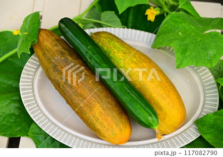 夏野菜 地きゅうりと普通のキュウリ 夏野菜 地きゅうりと普通のキュウリ 117082790