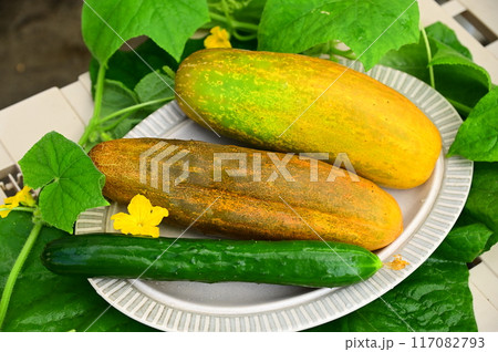 夏野菜 地きゅうりと普通のキュウリ 117082793