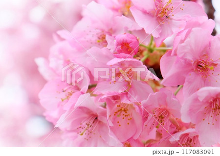 城山桜 伊豆の国市 狩野川沿い クローズアップ 城山桜 伊豆の国市 狩野川沿い クローズアップ 117083091
