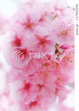 城山桜　伊豆の国市　狩野川沿い　クローズアップ 117083092