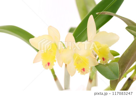 黄色いカトレア 明るい背景 フェアリーランド 黄色いカトレア 明るい背景 フェアリーランド 117083247