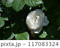白いバラ 117083324