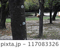 公園の風景 117083326