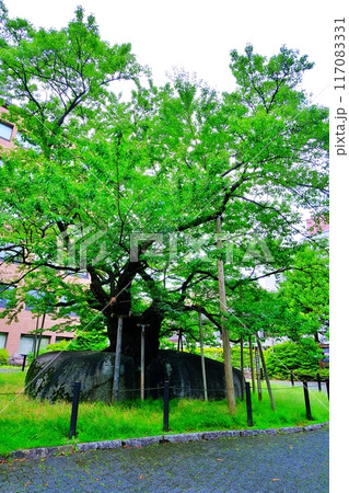 盛岡地方裁判所の敷地内にある石割桜 盛岡地方裁判所の敷地内にある石割桜 117083331