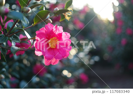 Camellia flower blooming in the garden with sunlight Camellia flower blooming in the garden with sunlight 117083340