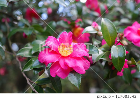 Camellia flower blooming in the garden with sunlight Camellia flower blooming in the garden with sunlight 117083342