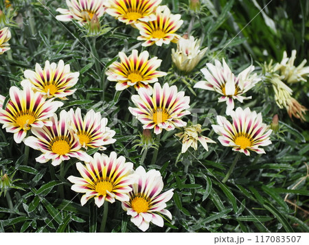 ガザニアアズテック ガザニアアズテック 117083507