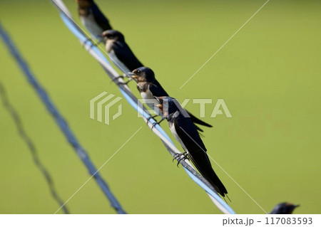 ツバメ / swallow Japan ツバメ / swallow Japan 117083593