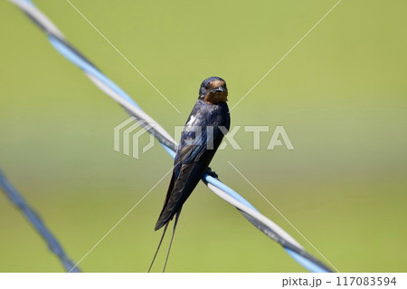ツバメ / swallow Japan 117083594