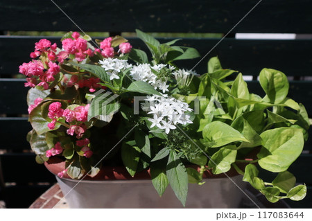 ベゴニアとペンタスの花寄せ植え 117083644