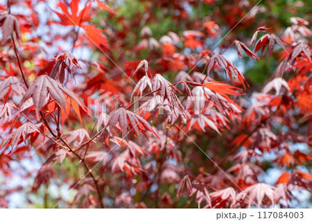 紅葉したモミジ 紅葉したモミジ 117084003
