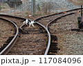 線路を横切る猫 117084096