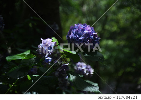 紫色の花を咲かせた紫陽花の枝先のアップ 117084221