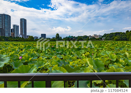 上野恩賜公園 117084524