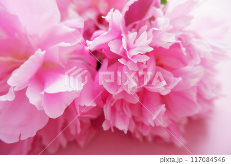 ピンクのシャクヤクの花のアップ、マクロ撮影 117084546