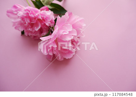 ピンクのシャクヤクの花のアップ、マクロ撮影 117084548