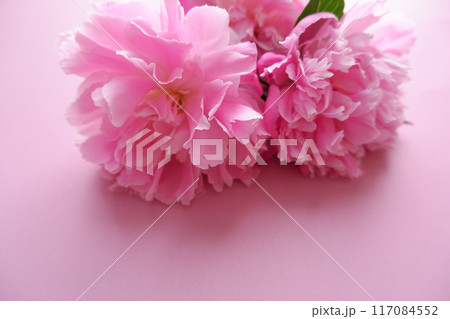 ピンクのシャクヤクの花のアップ、マクロ撮影 117084552