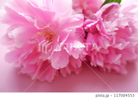 ピンクのシャクヤクの花のアップ、マクロ撮影 ピンクのシャクヤクの花のアップ、マクロ撮影 117084553