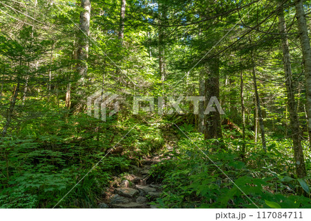 上高地の夏 上高地の夏 117084711