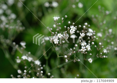 かすみ草の花 かすみ草の花 117084909