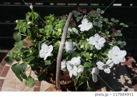 かごに植えたインパチェンスの白い花 117084931