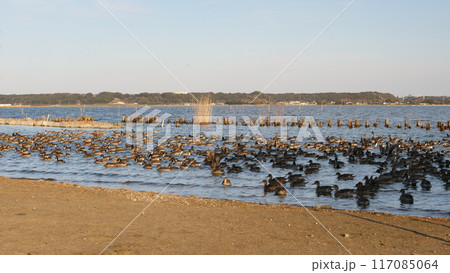 水に浮かぶたくさんの水鳥の群れ 117085064