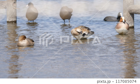 湖に浮かぶ水鳥の群れ。 湖に浮かぶ水鳥の群れ。 117085074