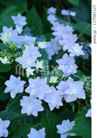 スミダノハナビ スミダノハナビ 117085127