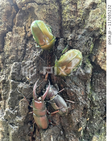樹液に群がる虫たち 樹液に群がる虫たち 117085232