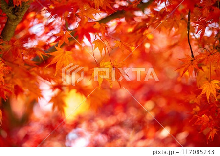真っ赤な紅葉 117085233