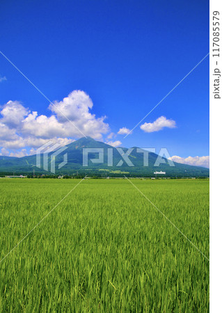 田んぼと磐梯山・盛夏(福島県・猪苗代町) 田んぼと磐梯山・盛夏(福島県・猪苗代町) 117085579