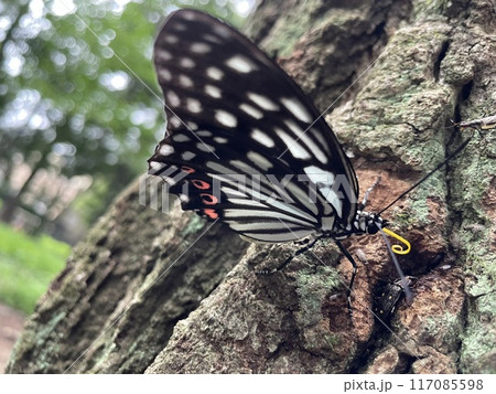 樹液に群がる虫たち 117085598