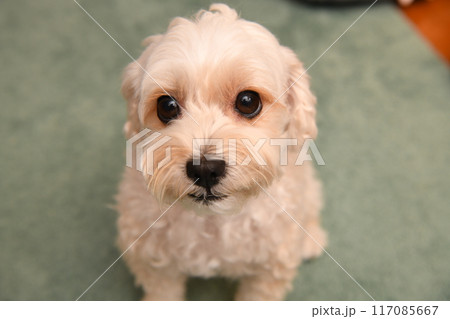 行儀良く座って見つめるかわいいミックス犬マルプー 行儀良く座って見つめるかわいいミックス犬マルプー 117085667