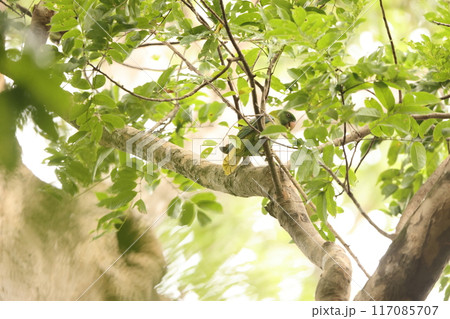ササハインコ ササハインコ 117085707