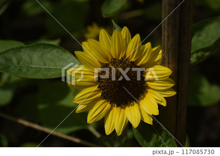 ヒマワリの花のある風景 117085730